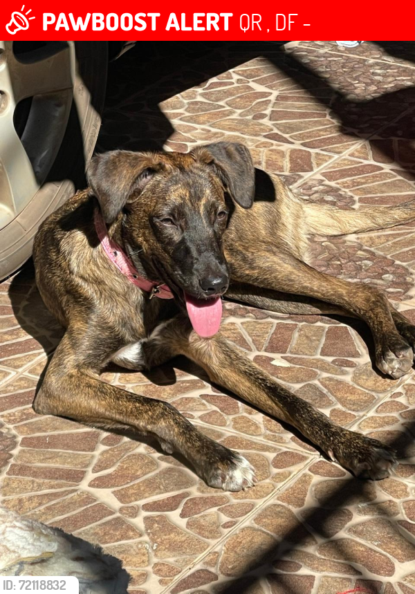 Lost Female Dog last seen Samambaia sul -  Brasília-DF, QR 108, DF 72302-251