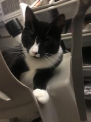 Reunited Male Cat last seen Moon twp coraopolis Pennsylvania, Coraopolis, PA 15108
