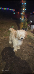 Lost Male Dog last seen atlantic ave macon GA , Macon, GA 31204
