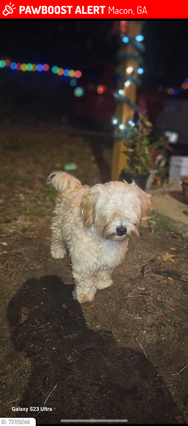 Lost Male Dog last seen atlantic ave macon GA , Macon, GA 31204