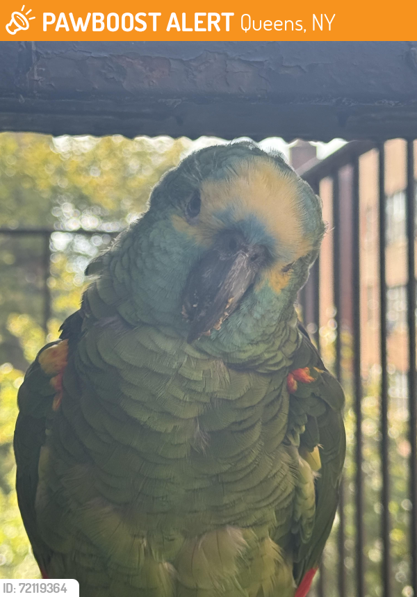 Found/Stray Unknown Bird last seen Near Avenue/Yellowstone Blvd, Queens, NY 11375