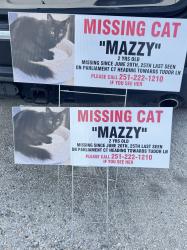 Lost Female Cat last seen Tower Place off Air Terminal Dr , Mobile, AL 36695