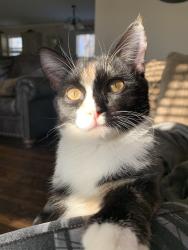 Lost Female Cat last seen Fox Run Golf Course, Simpsonville, SC 29681