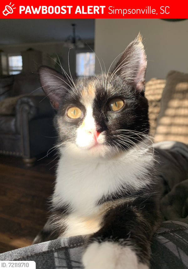 Lost Female Cat last seen Fox Run Golf Course, Simpsonville, SC 29681