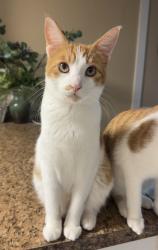 Lost Male Cat last seen Pine Street Lake Jackson, TX, Lake Jackson, TX 77566