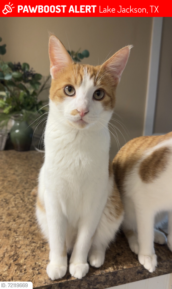 Lost Male Cat last seen Pine Street Lake Jackson, TX, Lake Jackson, TX 77566