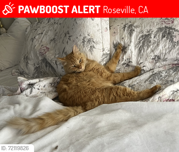 Lost Female Cat last seen pleasant grove , Roseville, CA 95747