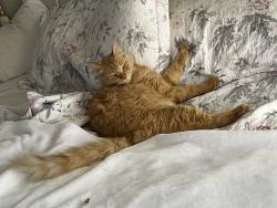Lost Female Cat last seen pleasant grove , Roseville, CA 95747