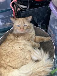 Lost Male Cat last seen Leigh& Kingman by San jose City College, San Jose, CA 95128