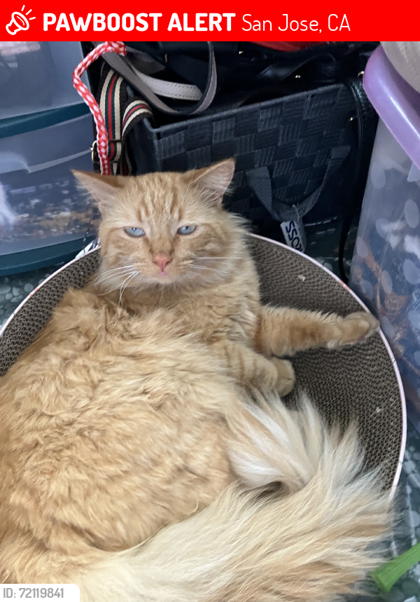 Lost Male Cat last seen Leigh& Kingman by San jose City College, San Jose, CA 95128
