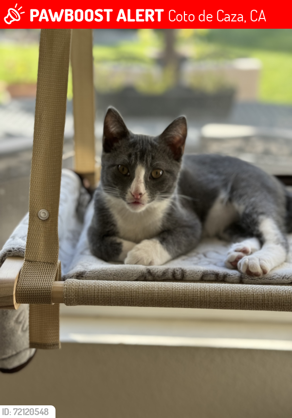 Lost Male Cat last seen Vista del Verde & Harvard Court, Coto de Caza, CA 92679