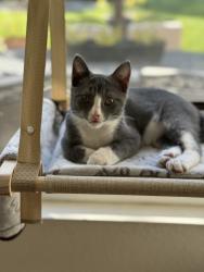 Lost Male Cat last seen Vista del Verde & Harvard Court, Coto de Caza, CA 92679