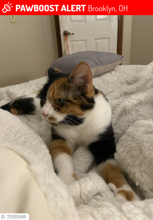 Lost Female Cat last seen Westbrook apmts leasing office, Brooklyn, OH 44144