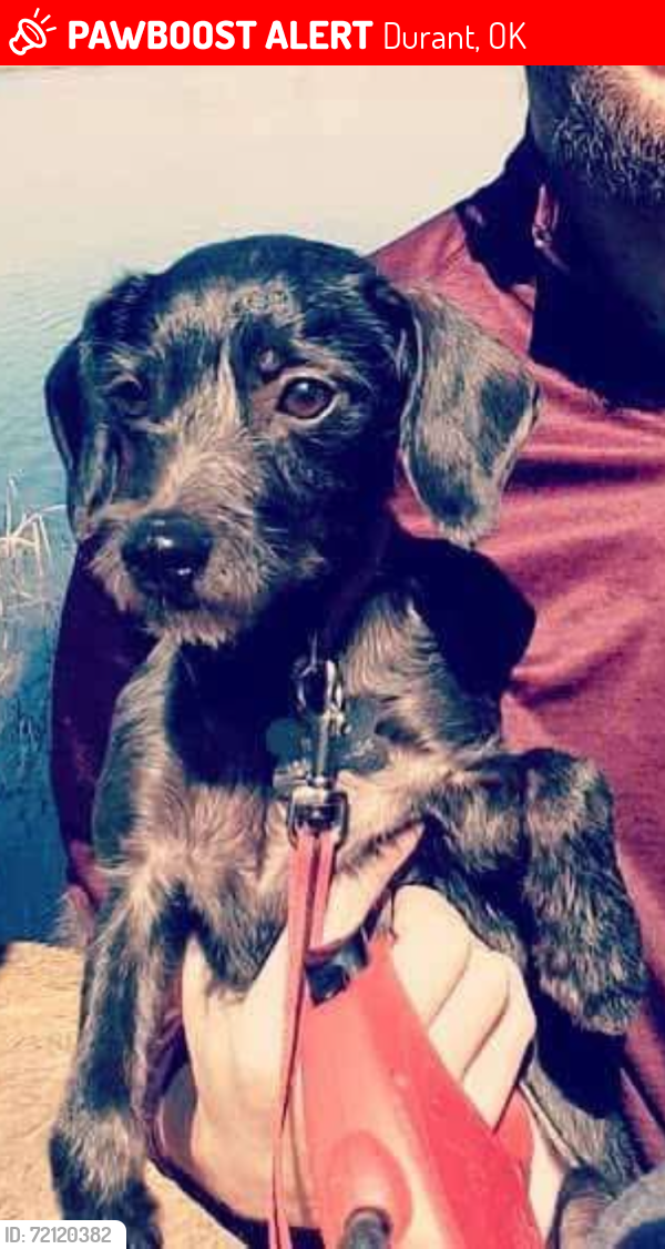 Lost Female Dog last seen Calvary Baptist Church , Durant, OK 74701
