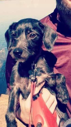 Lost Female Dog last seen Calvary Baptist Church , Durant, OK 74701