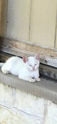 Lost Female Cat last seen US Post Office Hwy 34 Quinlan TX/Possibly Crossroads Shopping parking lot Greenville, TX, Hunt County, TX 75474