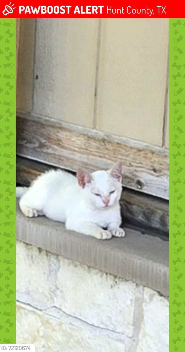 Lost Female Cat last seen US Post Office Hwy 34 Quinlan TX/Possibly Crossroads Shopping parking lot Greenville, TX, Hunt County, TX 75474