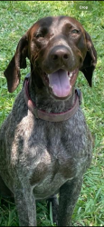 Lost Female Dog last seen Kelly street, Destin, FL 32541