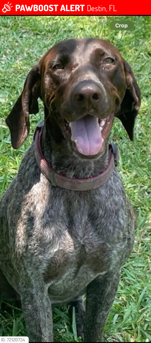 Lost Female Dog last seen Kelly street, Destin, FL 32541