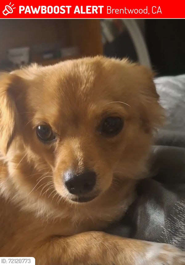 Lost Female Dog last seen Sand Creek and Brentwood Boulevard in Brentwood California 94513, Brentwood, CA 94513