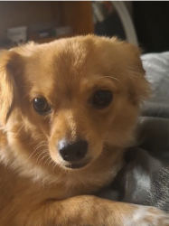 Lost Female Dog last seen Sand Creek and Brentwood Boulevard in Brentwood California 94513, Brentwood, CA 94513