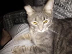 Lost Female Cat last seen Reno and Douglas , Midwest City, OK 73130