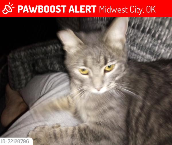 Lost Female Cat last seen Reno and Douglas , Midwest City, OK 73130
