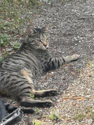 Lost Male Cat last seen Parklane or Learmouth , Coldstream, BC V1B 3E6