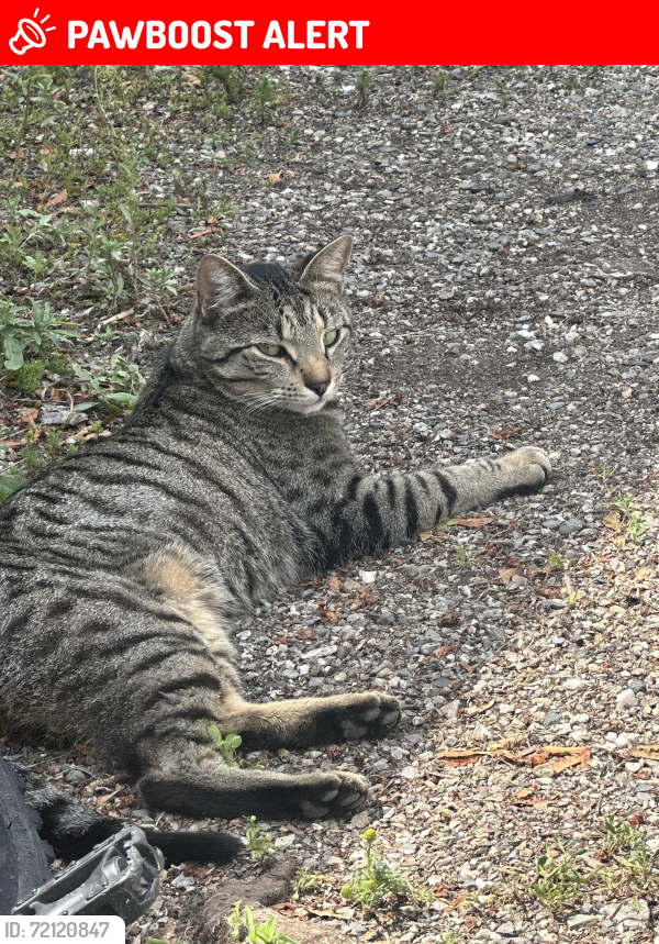Lost Male Cat last seen Parklane or Learmouth , Coldstream, BC V1B 3E6