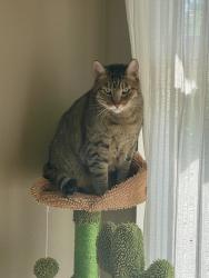 Lost Male Cat last seen Holmes Elementary School, San Diego, CA 92111