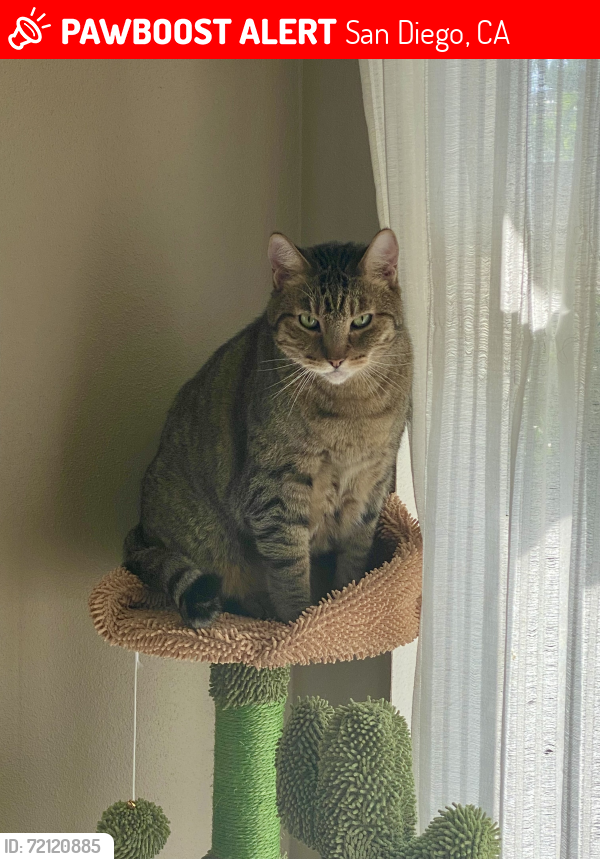 Lost Male Cat last seen Holmes Elementary School, San Diego, CA 92111