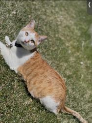 Lost Male Cat last seen Kipling and Quincy , W Swarthmore Dr, CO 80123