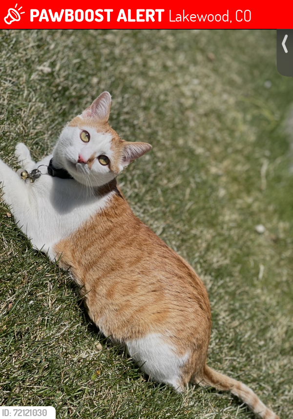 Lost Male Cat last seen Kipling and Quincy , W Swarthmore Dr, CO 80123