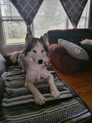 Lost Female Dog last seen 4th & Memorial , Tulsa, OK 74112