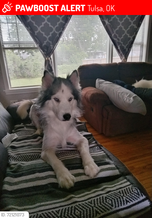 Lost Female Dog last seen 4th & Memorial , Tulsa, OK 74112