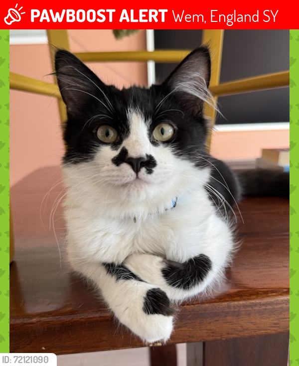 Lost Male Cat last seen Wem, Wem, England SY4