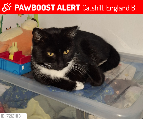 Lost Male Cat last seen Baptist Church Catshill , Catshill, England B61