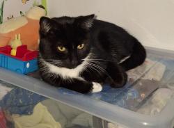 Lost Male Cat last seen Baptist Church Catshill , Catshill, England B61