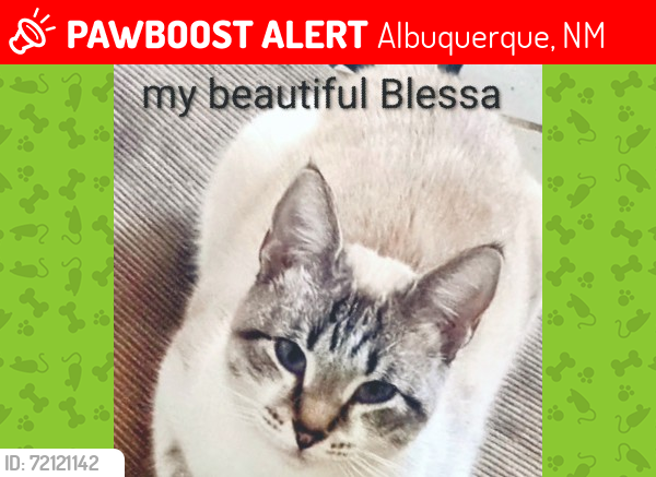 Lost Female Cat last seen Eubank and constitution , Albuquerque, NM 87112