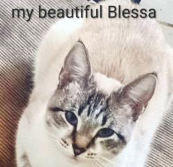Lost Female Cat last seen Eubank and constitution , Albuquerque, NM 87112
