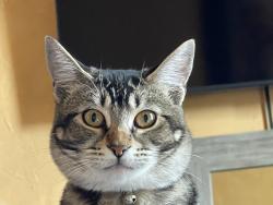 Lost Female Cat last seen Battles, Santa Maria, CA 93458