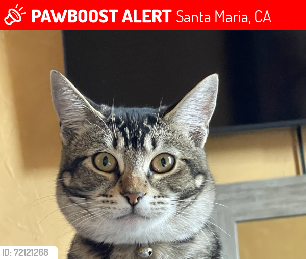 Lost Female Cat last seen Battles, Santa Maria, CA 93458