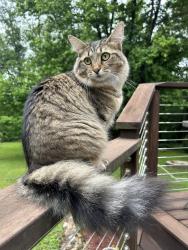 Lost Female Cat last seen Mel Currie and Showers Road, Bloomington Township, IN 47408