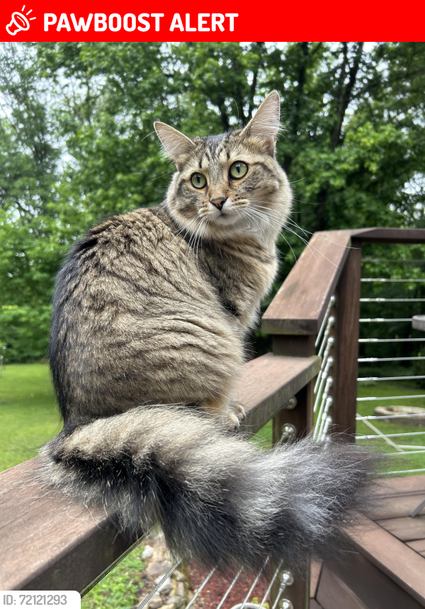 Lost Female Cat last seen Mel Currie and Showers Road, Bloomington Township, IN 47408