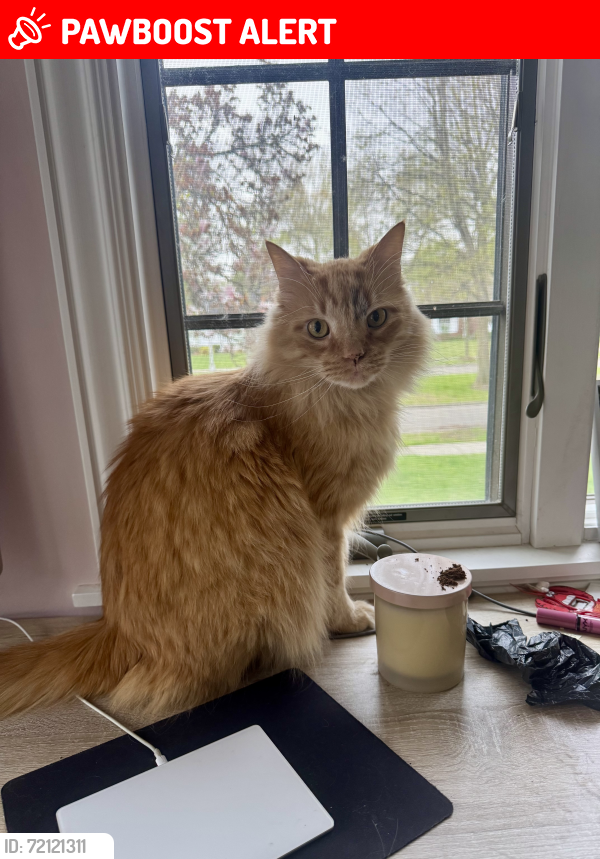 Lost Male Cat last seen Near Lochmoor Blvd, Grosse Pointe Woods, MI 48236