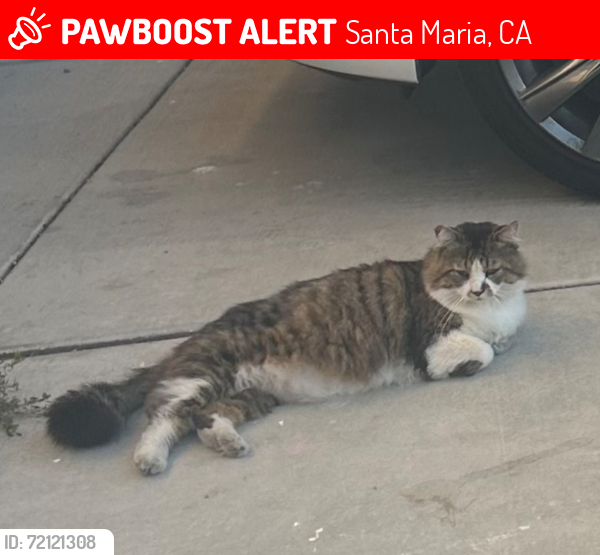 Lost Male Cat last seen Battles/Blosser, Santa Maria, CA 93458