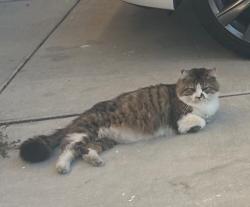 Lost Male Cat last seen Battles/Blosser, Santa Maria, CA 93458