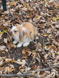 Lost Male Rabbit last seen Galdi lane and Mechanicsville Rd, Philadelphia, PA 19154