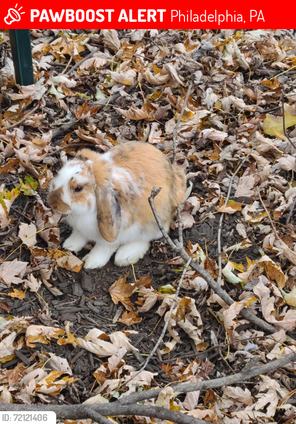 Lost Male Rabbit last seen Galdi lane and Mechanicsville Rd, Philadelphia, PA 19154