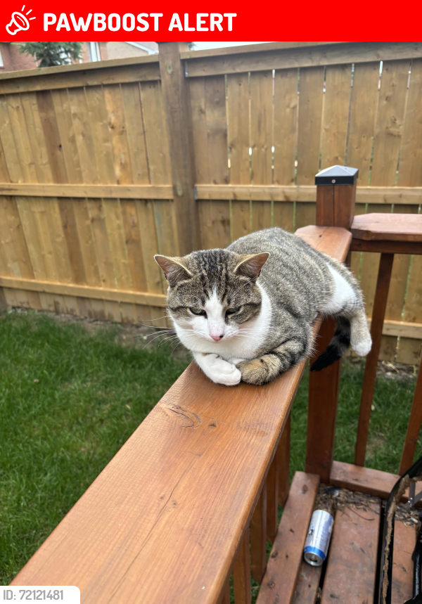 Lost Male Cat last seen Pizza nova tomken & eglington Mississauga at 1020 Canadian pl, Mississauga, ON L4W 0C2
